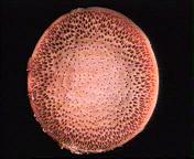 Stammquerschnitt einer Palme ohne
                      Jahresringe