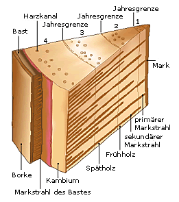 Stammquerschnitt
                    Tortenst�ck beschriftet