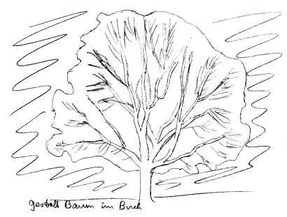 Nussbaum, die Gestalt