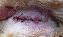 Wil, eine von den
                        gen�hten Wunden, die der Hund Gina durch die
                        Schlittenhunde erlitt