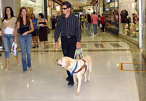 Perro Lazarillo
                        Labrador retriever marroncito [10]