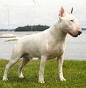 Kampfhund, Bull Terrier