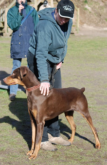 Perro
              guardi�n agresivo Dobermann [53]