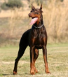 Die
                        Hunderasse Dobermann ist ein aggressiver
                        Wachhund, gar nichts f�r geschlossene
                        Privath�user