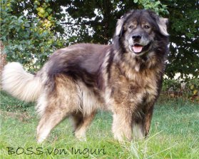 Perro
              guardi�n pastor cauc�sico