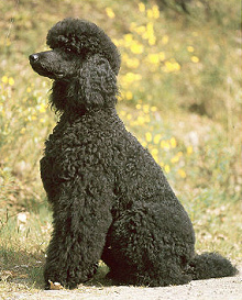 Un perro Caniche
                        [23] es un perro cl�sico para damas tontas que
                        han perdido su marido y solo conf�an a un perro
                        que no es un peligro para ellas, pero hace
                        bastante bulla como perro guardi�n... [4]