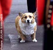 Un perro
              peque�o "Corgi" de la reina de Inglaterra [49]
              fue matado por el Bullterrier de la hija de la reina,
              Anne
