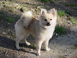 Un perro
              guardi�n peque�o, un Pomerania [47], matado por un
              American Staffordshire Terrier.