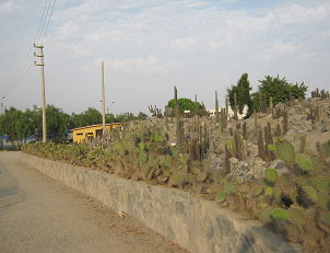 Der Opuntienzaun im Abendlicht