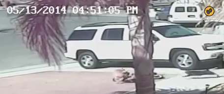 Die Katze st�rmt gegen den aggressiven
                            Scheiss-Labrador-Hund herbei