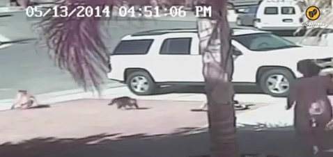 Die Katze sichert den Bub ab und der
                            aggressive Scheiss-Labrador-Hund muss
                            fl�chten