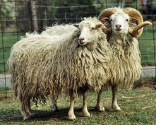 Schafrasse "Skudde" aus Ostpreussen