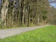 Strasse statt Waldrand