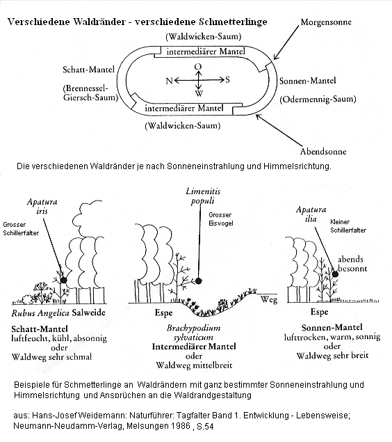 Schmetterlinge
                Waldr�nder mit Himmelsrichtungen als Faktor,
                Kleinklimaten: Grosser Schillerfalter (Apatura iris),
                Grosser Eisvogel (Limenitis populi), Kleiner
                Schillerfalter (Apatura ilia), Habitate