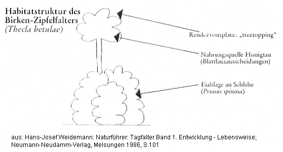 Schmetterlinge: Habitat des
                  Birken-Zipfelfalters mit Treetopping