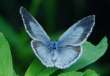 Faulbaum-Bl�uling Weibchen ; Celastrina
                      argiolus