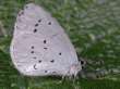 Faulbaum-Bl�uling
                      Unterseite ; Celastrina argiolus