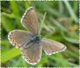 Himmelblauer Bl�uling Weibchen ; Lysandra
                      bellargus