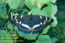 Grosser Eisvogel ; limenitis
                      populi
