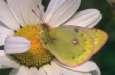 Alpengelbling ; colias
                      phicomone