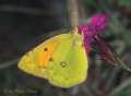 Orangeroter Heufalter, Myrmidonefalter ;
                      Colias myrmidone
