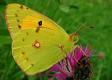 Postillon, Wandergelbling Unterseite; Colias
                      crocea