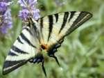Englischer Schwalbenschwanz ; papilio
                      machaon britannicus