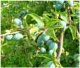 Schlehenfr�chte