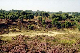 Sandheide mit Besenheide und Wacholder