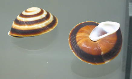 Caracoles rostratusm, Nahaufnahme 01,
                              Gruppenfoto