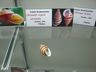 Chrysallis virgata partuloides