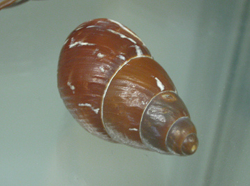 Chrysallis electrica, Nahaufnahme 01