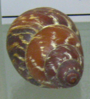 Chrysallis
                                    electrica, Nahaufnahme 03