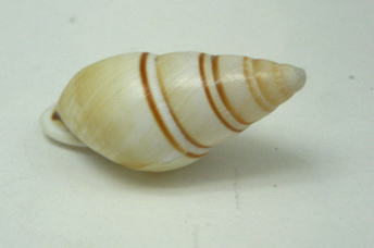 Chrysallis virgata dryas,
                              Nahaufnahme