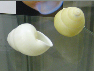 Helicostyla efussa leai, Nahaufnahme