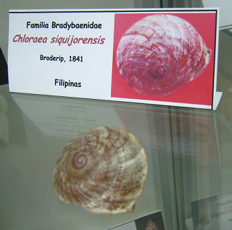 Chloraea siquijorensis