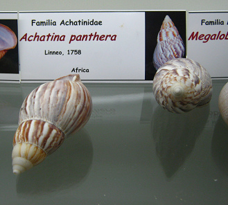 Achatina panthera