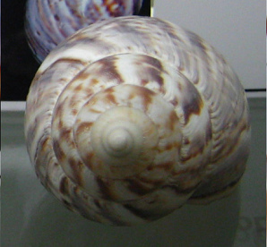 Achatina panthera,
                                      Nahaufnahme 02