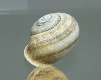 Helix aspersa, Nahaufnahme 03