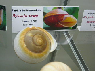 Ryssota ovum, Nahaufnahme