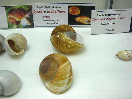 Ryssota otaheitiana ovum