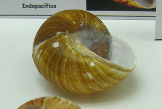 Ryssota otaheitiana ovum, Nahaufnahme
                              02