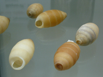 Cerion clappi, Nahaufnahme 01, grupo