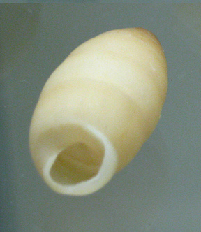 Cerion clappi, Nahaufnahme
                                      02