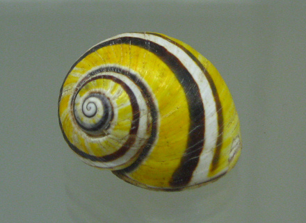 Polymita picta nigrolimbata,
                              Nahaufnahme