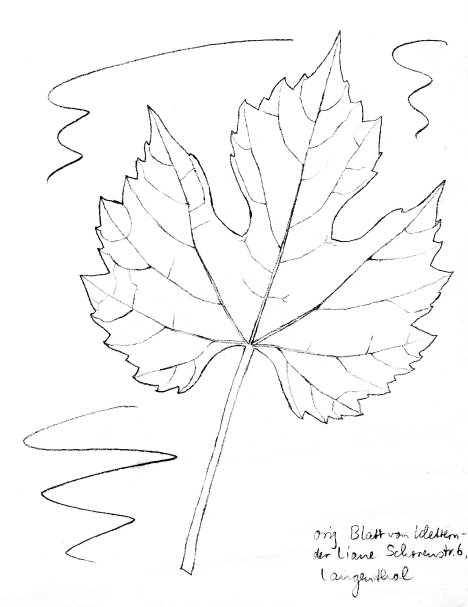 Liane: Echte Weinrebe, Blatt