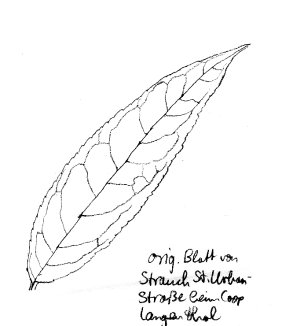 Strauch: Schmetterlingsflieder, Blatt