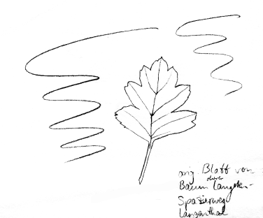 Strauch: Zweigriffiger Weissdorn, Blatt