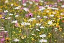 rough meadow
              with alpine flowers