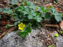 Cinquefoil (potentilla) at a stone